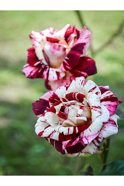 serada decor & plant Videolu Sihirbaz Gül (40 60 CM)1 Adet Saksılı Dış Mekan ...