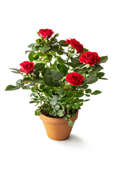 Orange Bulgarian Rose Sapling Flowerpot Scented 40 Cm 60 Cm