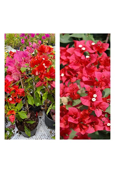 serada decor & plant Videolu 1 Adet Kırmızı Renk Begonvil Çiçeği Fidesi 30-45...