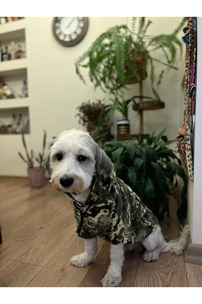 Patte Zone Warrior - Cat-Dog Fleece Hoodie Sweatshirt with Kangaroo Pocket