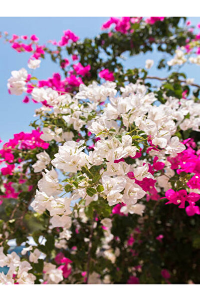 serada decor & plant Videolu Çift Renkli Pembe Beyaz Begonvil (40 60 Cm)1 Ade...