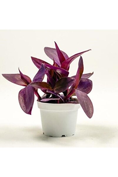 Bitkim Sende Videolu Mor Telgraf Çiçeği 1 Adet Saksılı/ Tüplü 10-20cm Iç Mekan Bitkisi (TRADESCANTİA PALLİDA)