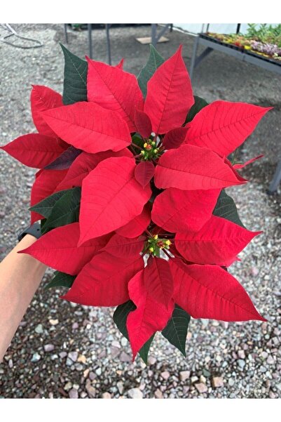 Bitkim Sende Videolu Ponsetya Atatürk Çiçeği Kırmızı Yapraklı Bitki 1 Adet Saksılı 30-60cm Salon Bitkisi