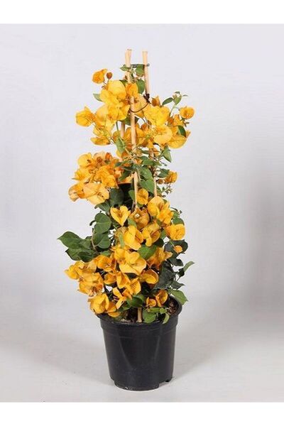 serada decor & plant Videolu Sarı Begonvil (40 60 CM)1 Adet Saksılı Çiçekli I...