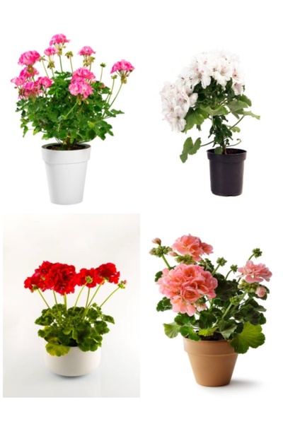 serada decor & plant Videolu Özel Seri Sardunya (20 40 CM) 4 Adet Saksılı Çiç...
