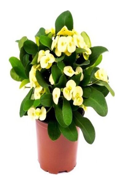 serada decor & plant Videolu 4'lü Dikenler Tacı Çiçeği(SARI-KIRMIZI-PEMBE-BEYAZ)10-15 Cm Tüplü Çiçekli Euphorbia Milii