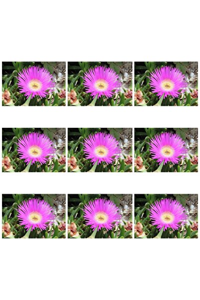 serada decor & plant Videolu 10'lu Acem Halısı Çiçeği 5-10 Cm Tüplü Çiçekli B...