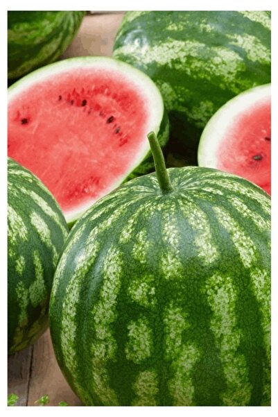 Köy Tohumları 25 Adet Tohum Nadir İri Güreş Karpuzu Karpuz Tohumu Saksı Topra...