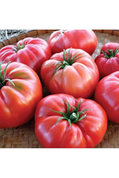 Köy Tohumları 100 Adet Tohum Nadir Dev Boy Okka Kırmızı Domates Tohumu Organi...