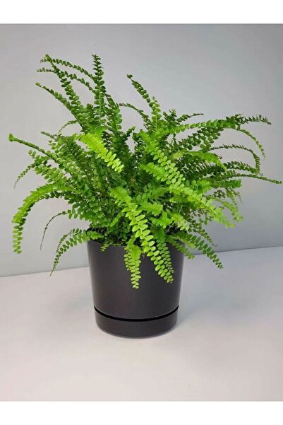 Bitkim Sende Videolu Aşk Merdiveni 1 Adet Saksılı/tüplü 30-40cm Iç Mekan Bitk...