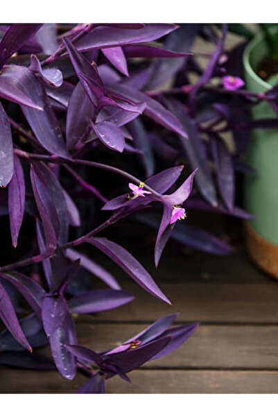 Bitkim Sende Videolu Mor Telgraf Çiçeği 1 Adet Saksılı/ Tüplü 10-20cm Iç Mekan Bitkisi (TRADESCANTİA PALLİDA)