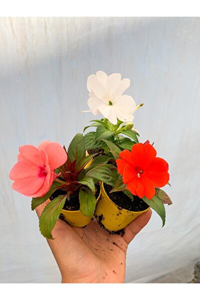 serada decor & plant Videolu Karışık 2 Adet Cam Güzeli Çiçeği 10-15 Cm Tüplü Çiçekli Bodur Bitkiler Yeni Gine