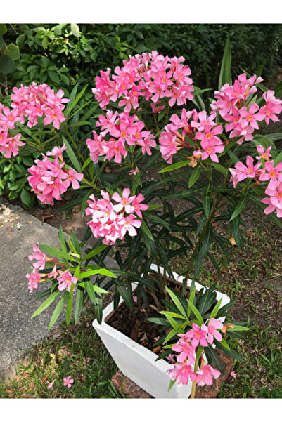 serada decor & plant Videolu Pembe Zakkum Çiçeği (50 70 CM)1 Adet Saksılı Çiç...
