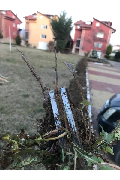 DevriBel Ot Cımbızı Yabani Ot Sökücü Sapsız