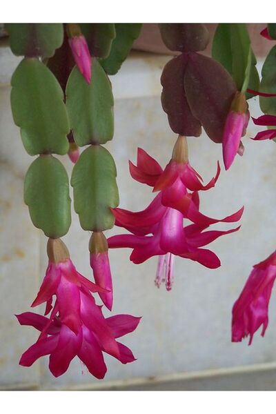 serada decor & plant Videolu 1 Adet Pembe Renk Yılbaşı Çiçeği 10-25 cm Tüplü ...