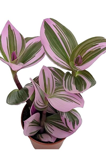 Bitkim Sende Videolu Ithal Telgraf Çiçeği 1 Adet Mini Saksılı 10-15cm Ev Ofis Salon Bitkisi (NANOUK TRADESCANTİA)