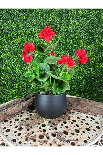 MK إبرة الراعي الاصطناعية في آنية سوداء اللون في آنية سوداء