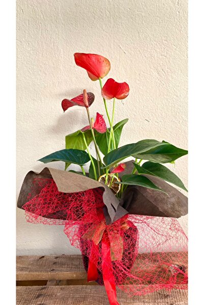 NADİR KAKTÜS Hediyelik Süslemeli Anthurium Red - Kırmızı Antoryum Flamingo Çiçeği Iç Mekan Ev Ofis Salon Bitkisi