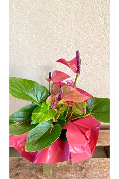 NADİR KAKTÜS Hediyelik Süslemeli Anthurium Red - Kırmızı Antoryum Flamingo Çiçeği Iç Mekan Ev Ofis Salon Bitkisi