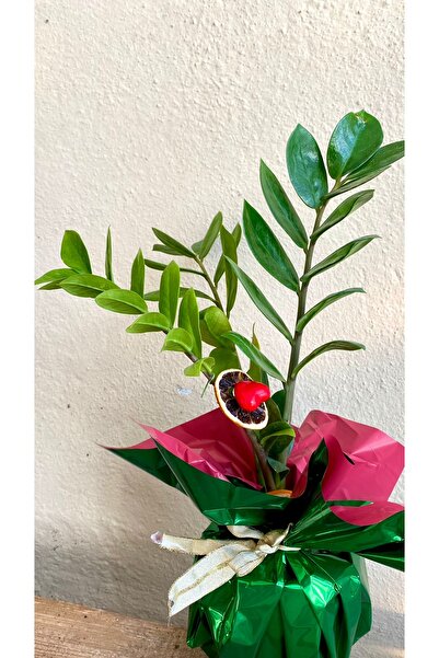 NADİR KAKTÜS Hediyelik Süslemeli Zamia Zamioculcas Zamiifolia-Zeze Çiçeği-Ev Ofis Salon Iç Mekan Bitkisi