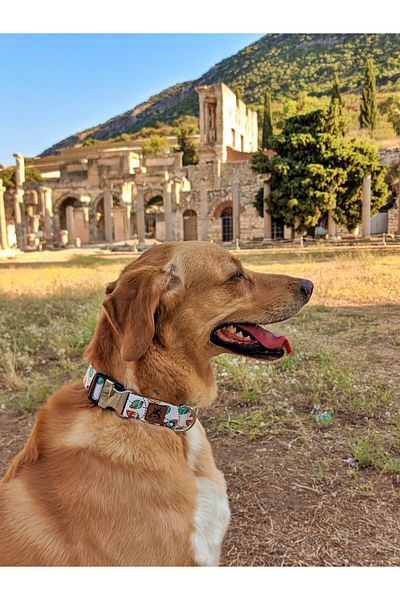 UTDpet Space Dog Collar and Travel Dispatch Strap Set (with Scarf gift)