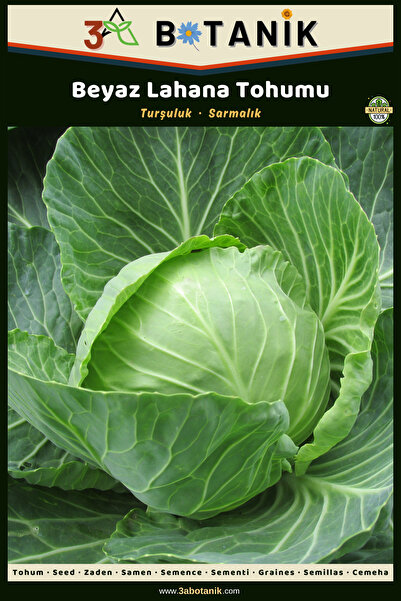 3A BOTANİK Beyaz Lahana Tohumu, Yapraklar Koyu Renkli Ve Ince Bir Çeşit, 2 Gr...