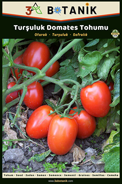3A BOTANİK Turşuluk Domates Tohumu, Yerli Ve Sürdürülebilir Tohum