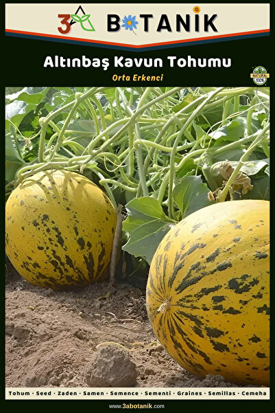 3A BOTANİK Altınbaş Kavun Tohumu, Yerli Ve Sürdürülebilir Tohum