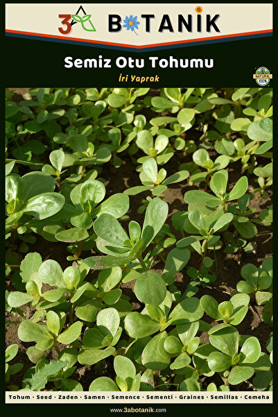 3A BOTANİK Semizotu Tohumu, Iri Yapraklı Etli Çeşit, 2 Gram/4.000-5.000 Adet Tohum