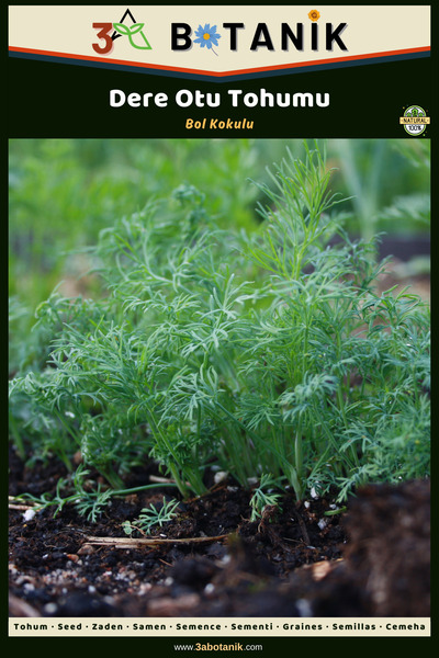 3A BOTANİK Dereotu Tohumu, Geleneksel Çeşit, 3 Gram/1.000-1.500 Adet Tohum