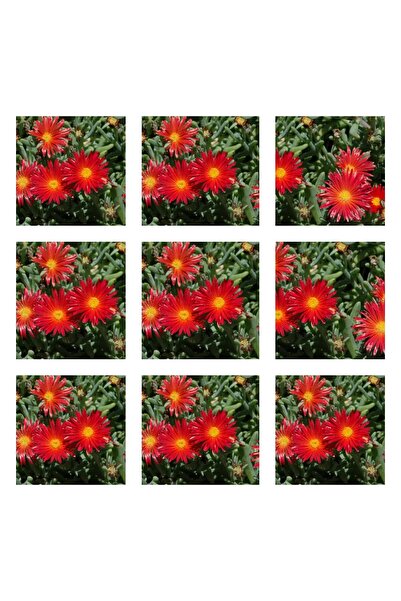 serada decor & plant Videolu 10'lu Kırmıı Buz Çiçeği Fidesi 5-15 Cm Tüplü Çiç...