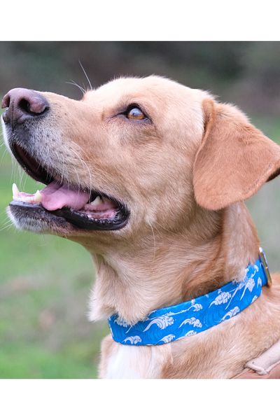 UTDpet Waves Dog Collar and Travel Dispatch Strap Set (With Scarf Gift)