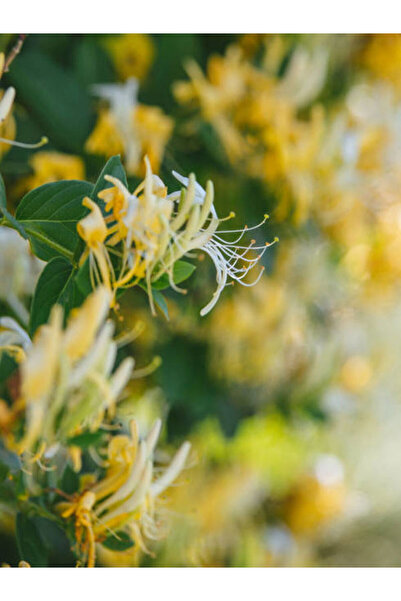 Scented Yellow White Honeysuckle Flower Seedling 60-120cm Tube Flowering Dwarf Plant with Video (LONICERA)
