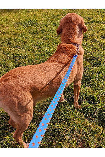 UTDpet Goldie Köpek Boyun Tasması ve Gezdirme Sevk Kayış Seti (Fular hediyeli)