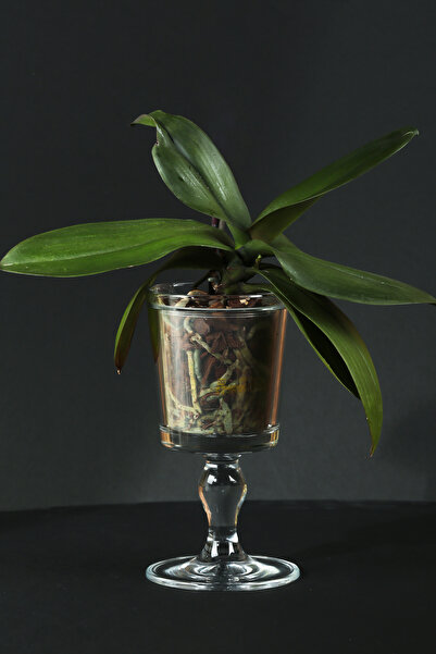 Evcihome Özel Tasarım Orkidelik Sandra