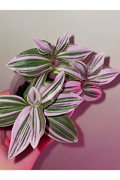 Bitkim Sende Videolu Ithal Telgraf Çiçeği 1 Adet Mini Saksılı 10-15cm Ev Ofis Salon Bitkisi (NANOUK TRADESCANTİA)