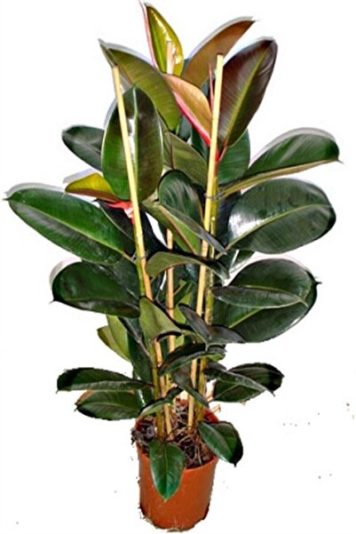 Bitkim Sende Videolu Kauçuk Bitkisi 1 Adet Saksılı 60-80 Cm Iç Mekan Salon Bi...