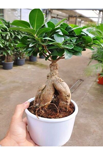 Bitkim Sende Videolu Bonsai Fidanı 1 Adet Saksılı 20-40 Cm Iç Mekan Salon Bit...