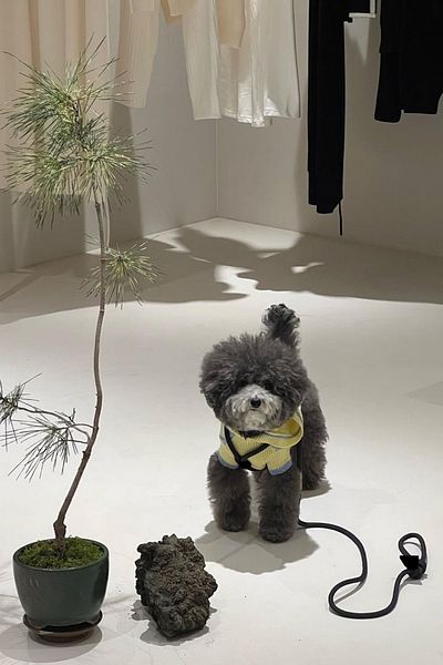 PETSWUU Dog Chest Body Collar and Strap Set (ALL IN ONE SYSTEM)