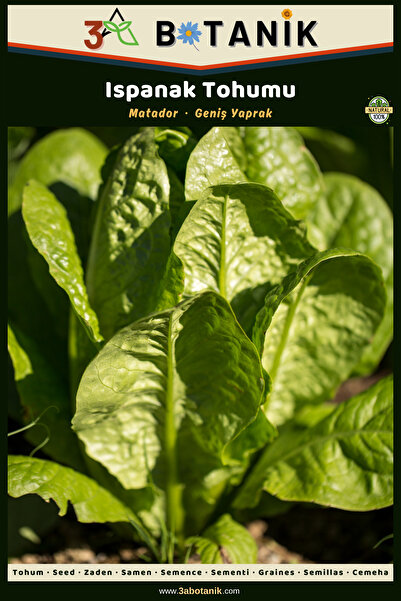 3A BOTANİK Ispanak Tohumu, Yaprakları Gevrek Ve Geniş Çeşit, 3 Gram/225-375 A...