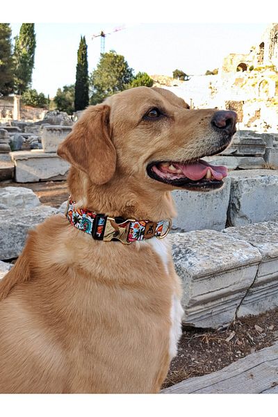 UTDpet Palm Beach Dog Collar and Travel Dispatch Strap Set (With Scarf Gift)