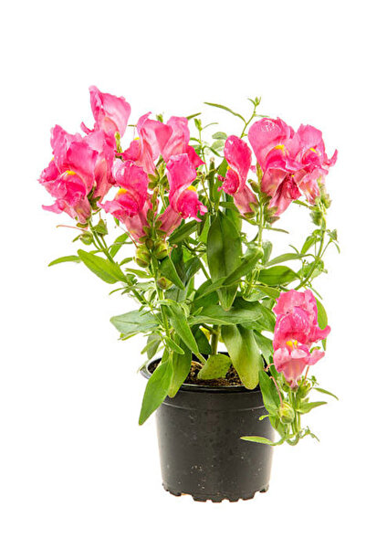 serada decor & plant Videolu Pembe Aslanağzı Çiçeği (5 15 CM)10 Adet Saksılı/...