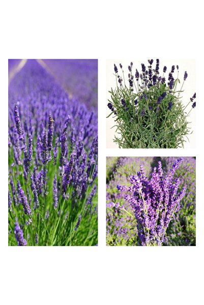 serada decor & plant Videolu 1 Adet Harika Kokulu Lavanta Çiçeği Bitkisi 20-4...