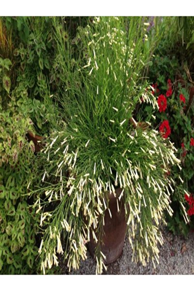 serada decor & plant Videolu 1 Adet Beyaz Mercan Çiçeği Fidanı 20-40 Cm Tüplü Çiçekli Bodur Bitki Russelia Equisetiformis