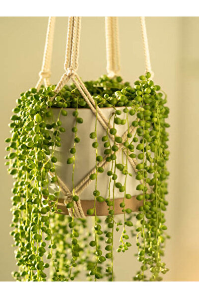 serada decor & plant Videolu Tesbih Boncuk Çiçeği (30 35 CM) 1 Adet Saksılı I...