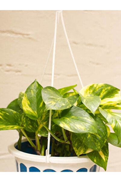serada decor & plant Videolu Alacalı Pothos (POTOS) Salon Sarmaşığı Mini Saks...