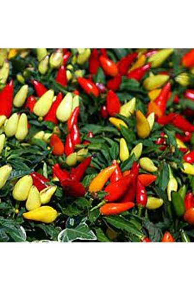 Köy Tohumları 100 Adet Tohum Nadir Arnavut Cin Saksılık Biber Tohumu