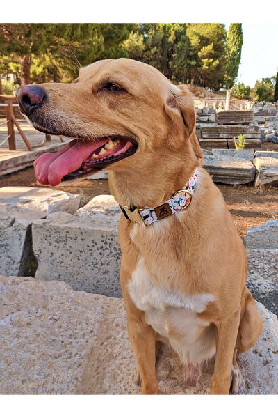 UTDpet Active Dog Collar and Travel Dispatch Strap Set (With Scarf Gift)