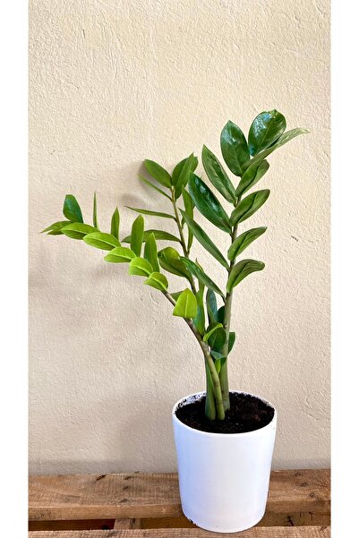 NADİR KAKTÜS Seramik Saksılı Zamia Zamioculcas Zamiifolia-Zeze Çiçeği-Ev Ofis Salon Iç Mekan Bitkisi