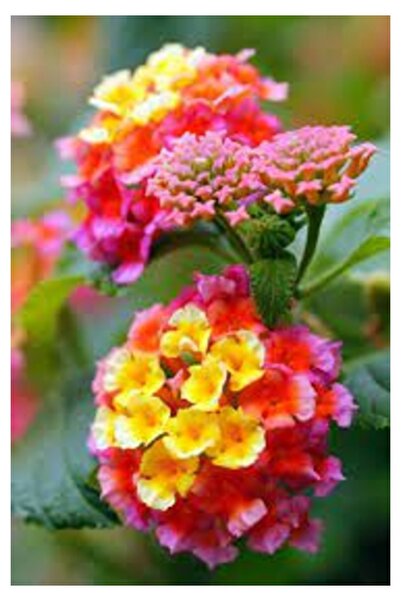 Köy Tohumları 20 Adet Tohum Karışık Renk Ağaç Minesi Çiçeği Çiçek Tohumu Saks...